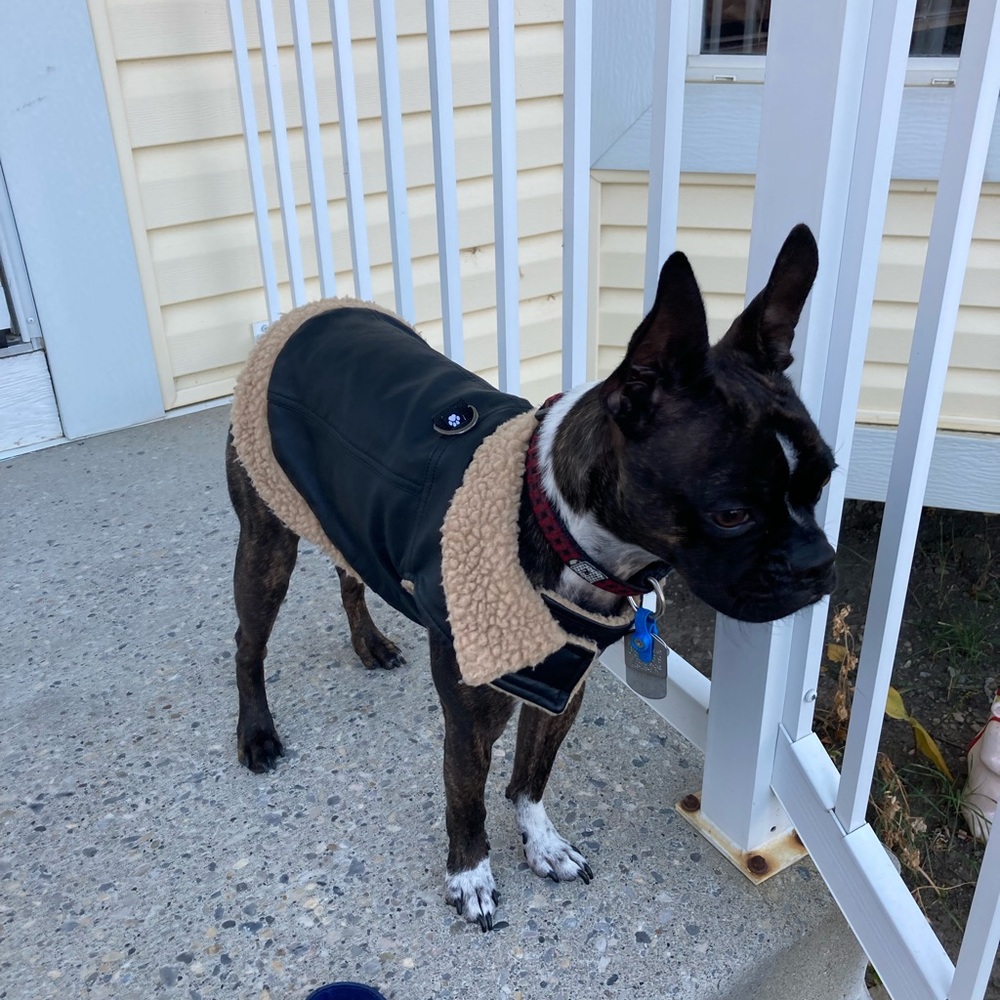 Black Faux Leather Dog Jacket with Tan Fleece Lining used
